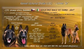 Owczarek belgijski - Malinois - 18