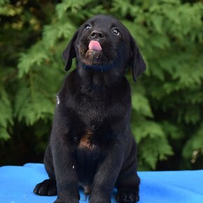 Labrador retriever čierny - 18