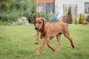 Piękne Rhodesian ridgeback - 18