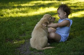 golden retriever - 19