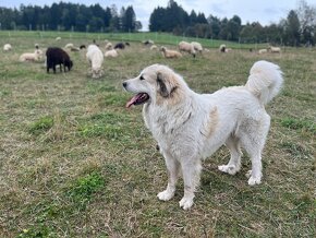 Pirenejski pies górski North Slovakia - 19