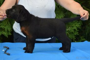 Labrador retriever čierny - 19