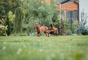 Piękne Rhodesian ridgeback - 19