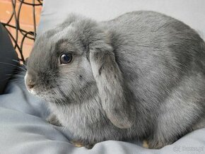 Niebieskie baranki mini lop - 1