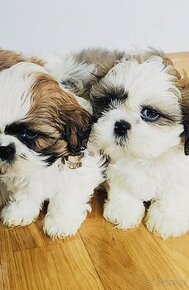 Shih tzu