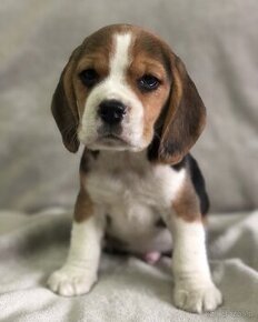 Szczeniaki Beagle