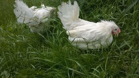 Ferma Sprzeda Kury LEGHORN - DOSTAWA GRATIS - 1