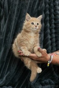 Rudy Kocur Maine coon - 1