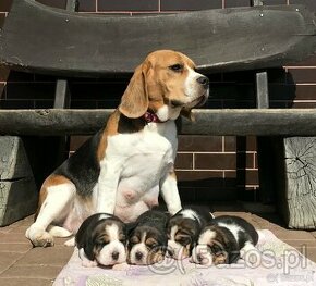 Beagle / Bigle - szczenięta po championie ZKwP/FCI (pieski) - 1