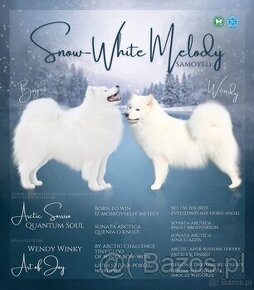 Szczenięta samoyed / samojed rasowe FCI ZKWP