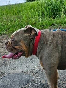 American Bully - 1