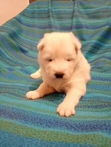 Sprzedam Samojed Samoyed szczeniaki 2024