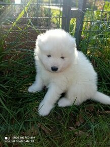 Samojed Samoyed szczeniaki 2024