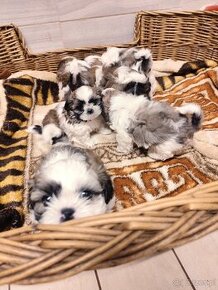 Shih tzu