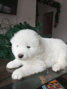 Szczeniaki rasy Samoyed