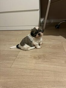 Shih tzu - 1