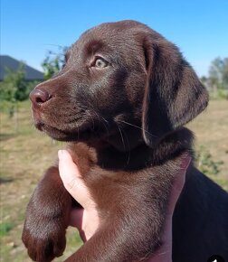 Labrador Czekoladowy Szczenieta