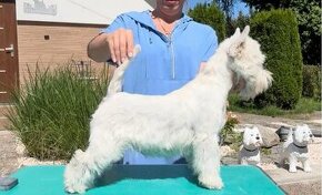 West Highland White Terrier FCI