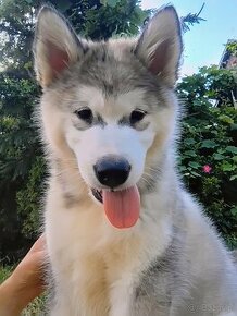 Alaskan Malamute szczenięta ZKWP