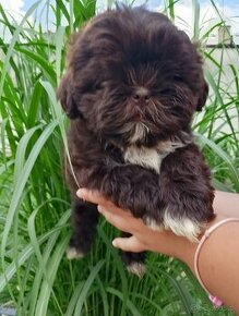 Shih Tzu gotowe do odbioru