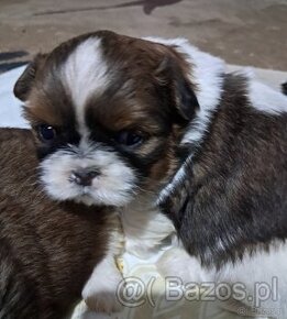 Shih tzu