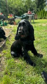 Cocker Spaniel