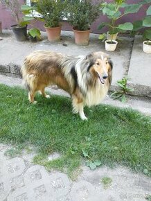 Owczarek szkocki collie długowłosy - 1