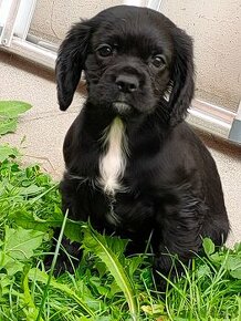 Cocker spaniel amerykanski - 1