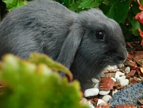 Samiczka niebieska mini lop