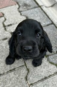 Piękna sunia rasy Cocker Spaniel angielski