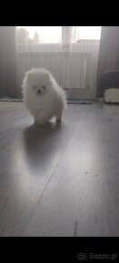 Szczeniak rasy szpic miniaturowy pomeranian