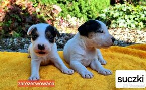 Parson Russell Terrier ZKwP FCI