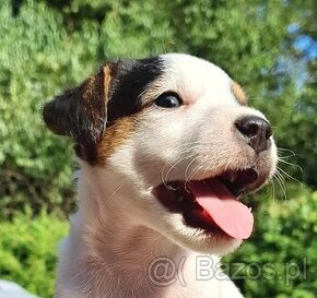 Parson Russell Terrier ZKwP FCI