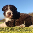 Szczenię Border Collie - Czekoladowy rasowy samiec z Hodowli