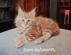 Maine Coon piękne kocięta.