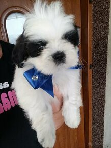 ShihTzu