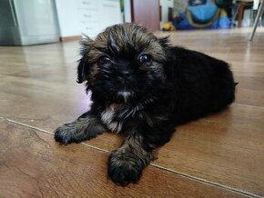 Shih-tzu