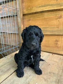 szczeniaki Aussiedoodle