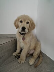 Suczka Golden Retriver