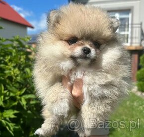 Pomeranian szpic miniaturowy