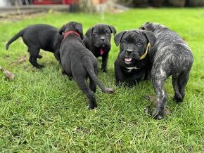 Szczeniaki Cane Corso Italiano