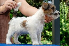 Jack Russell Terrier - hodowla ZKwP, szczenięta z metryką - 1