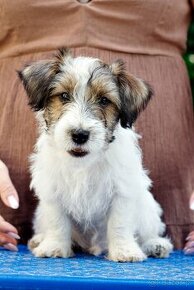 Jack Russell Terrier - hodowla ZKwP, szczenięta z metryką - 1