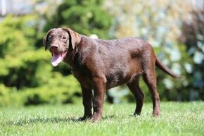 LABRADOR CZEKOLADOWY PIES - 1