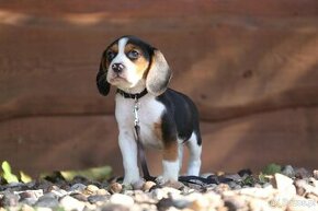 Beagle - same pieski - 1