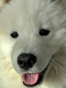 Sprzedam Samoyeda 7 miesięcznego