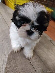 Suczka shih tzu