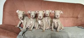 American Pit Bull Silwerfawn pitbull