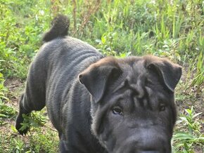 Sprzedam shar pei - 1