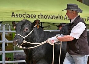 Hodowla byków Aberdeen Angus